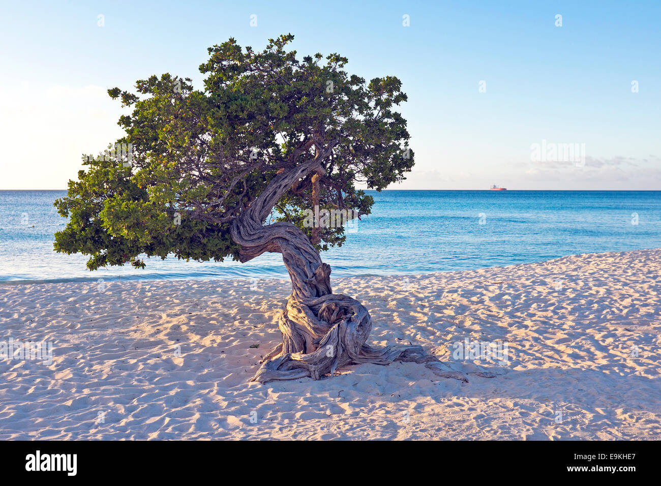 Dividivi tree on Aruba island Stock Photo