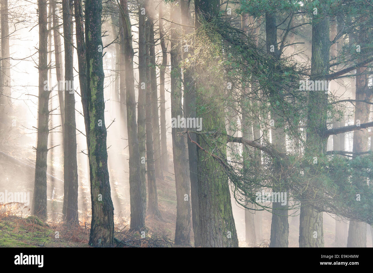 Mist and sun beams in a forest in the Peak District on a beautiful late winters morning. Stock Photo