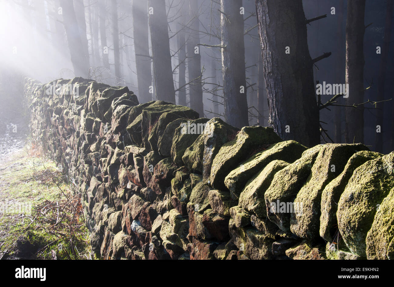 Mist and sun beams beside a Peak District stone wall on the edge of forest. Stock Photo