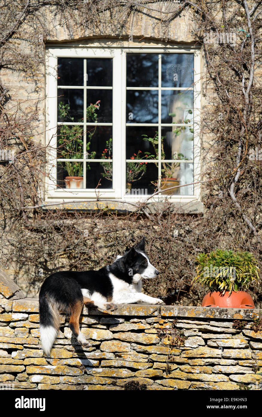 A dog resting on a Cotswold stone wall in the village of Southrop, Gloucestershire UK Stock Photo