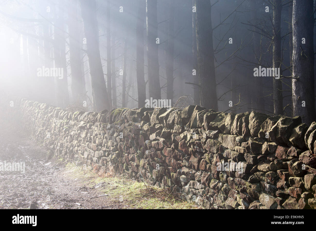 Mist and sun beams beside a Peak District stone wall on the edge of forest. Stock Photo