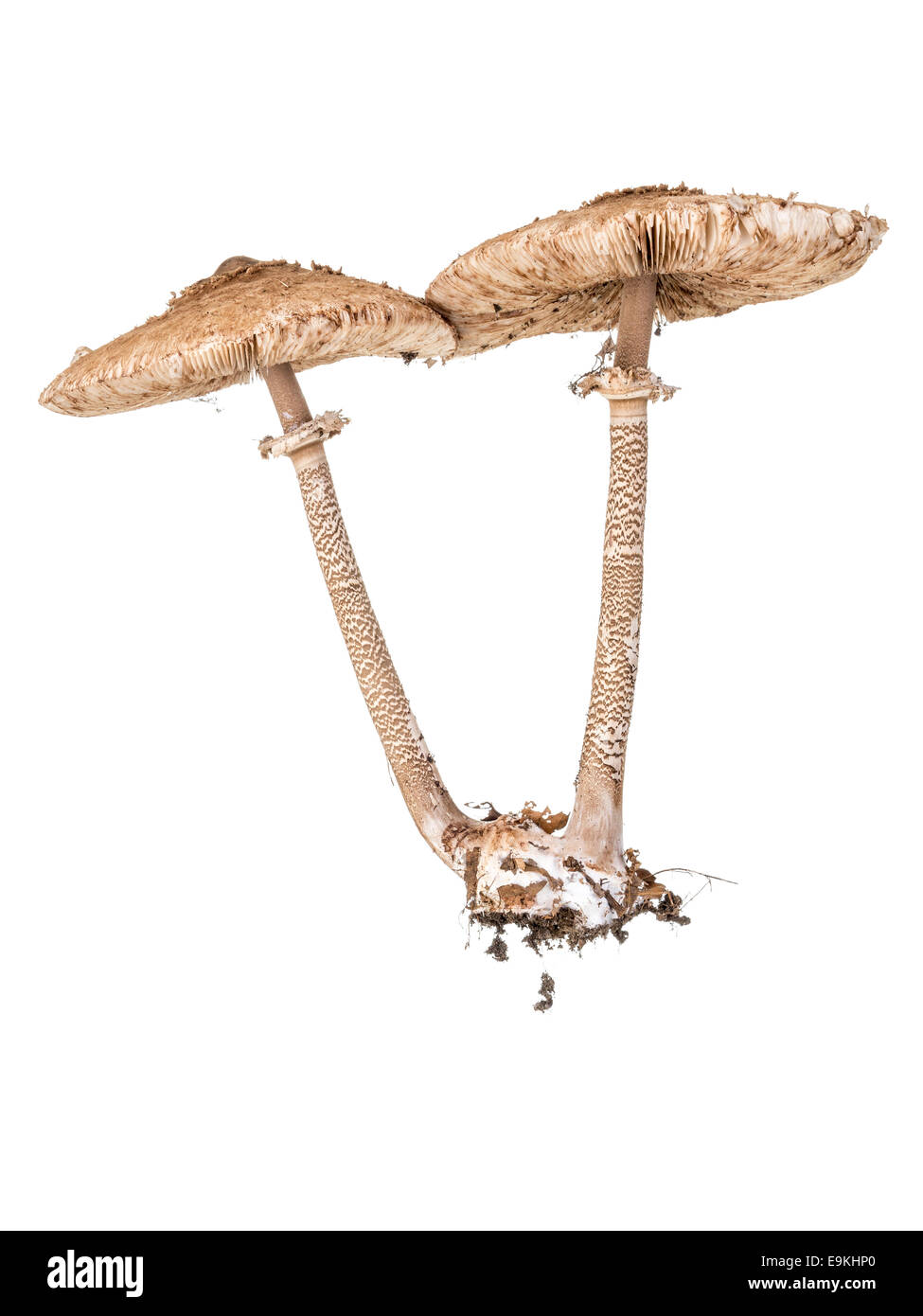 Twin Parasol Fungus mushrooms shot on white background Stock Photo