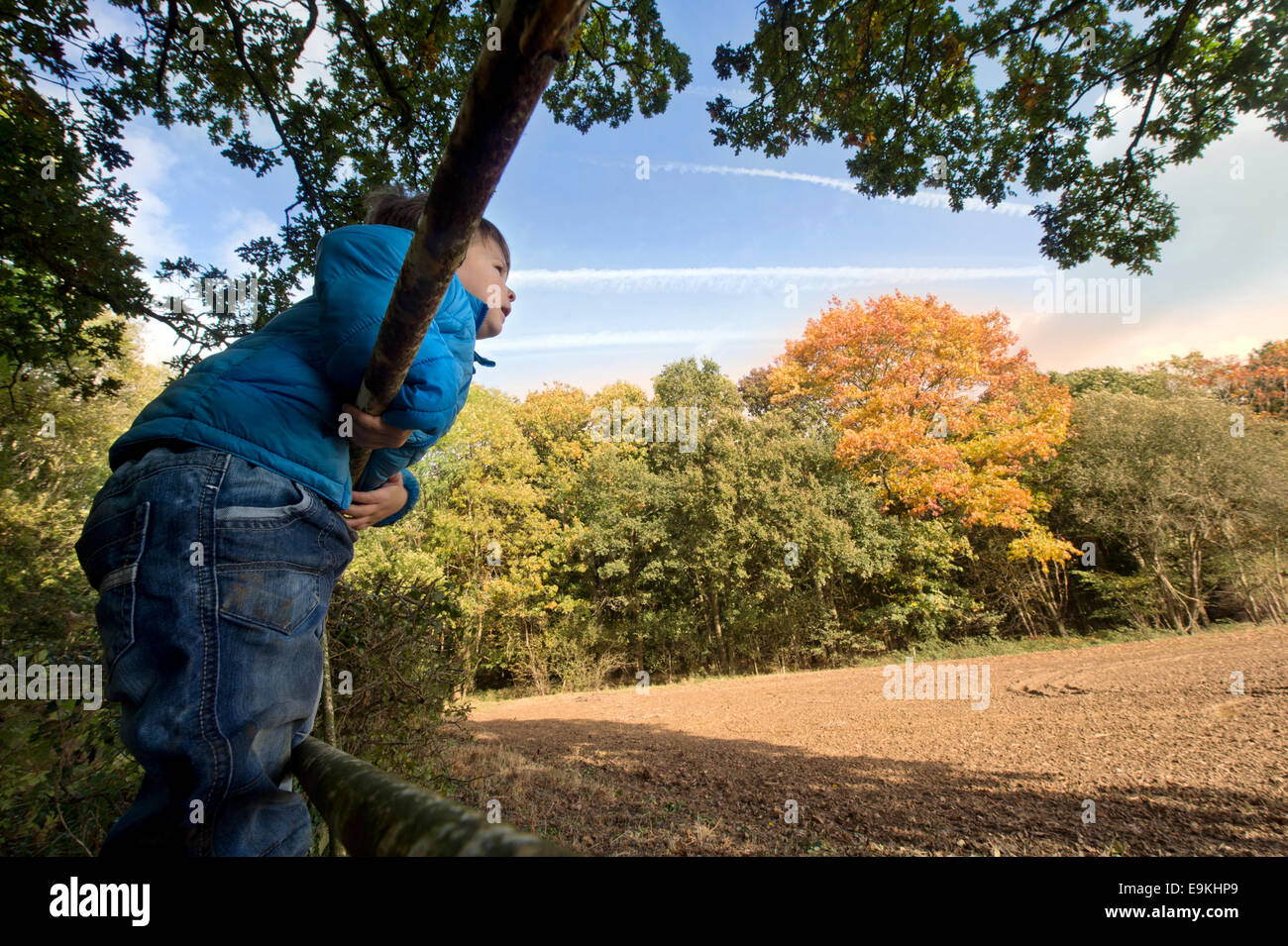 Autumn colour in Michaelwood, Gloucestershire UK Stock Photo