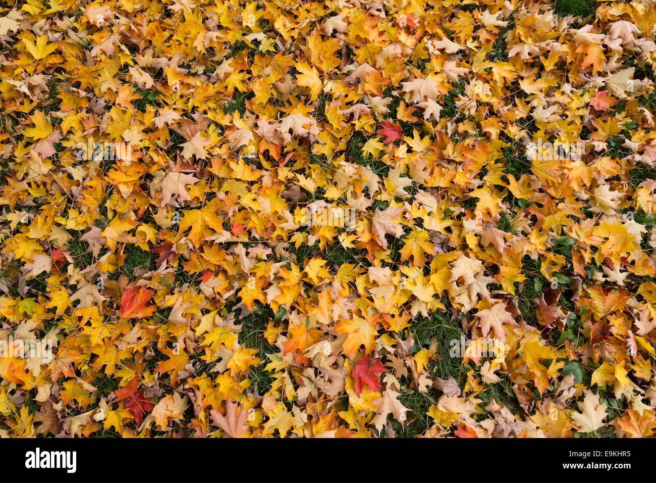 Dead maple leaf hi-res stock photography and images - Alamy