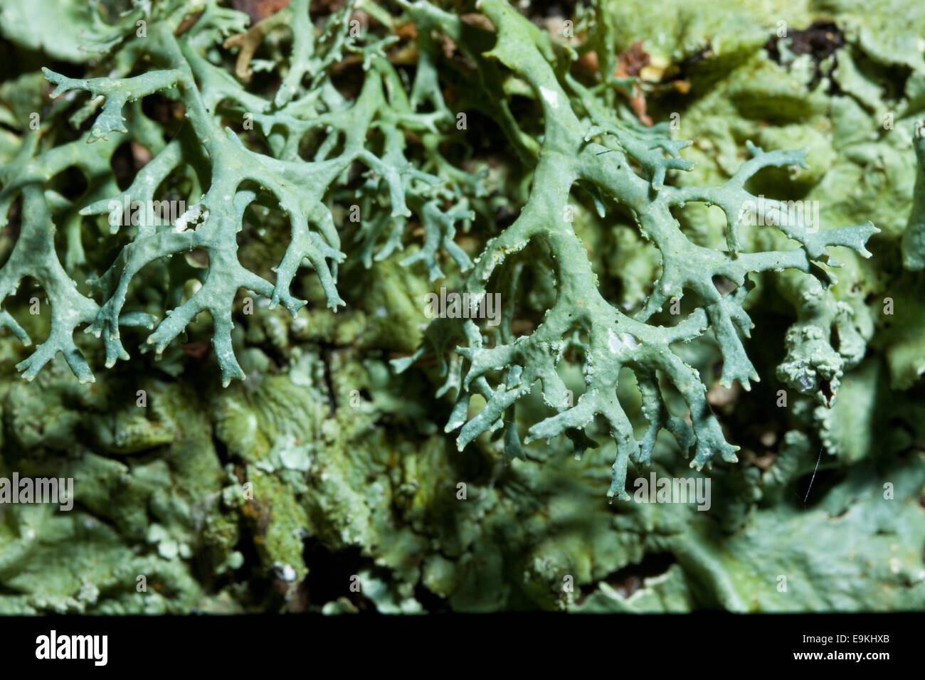 Oak moss (Evernia prunastri) Stock Photo