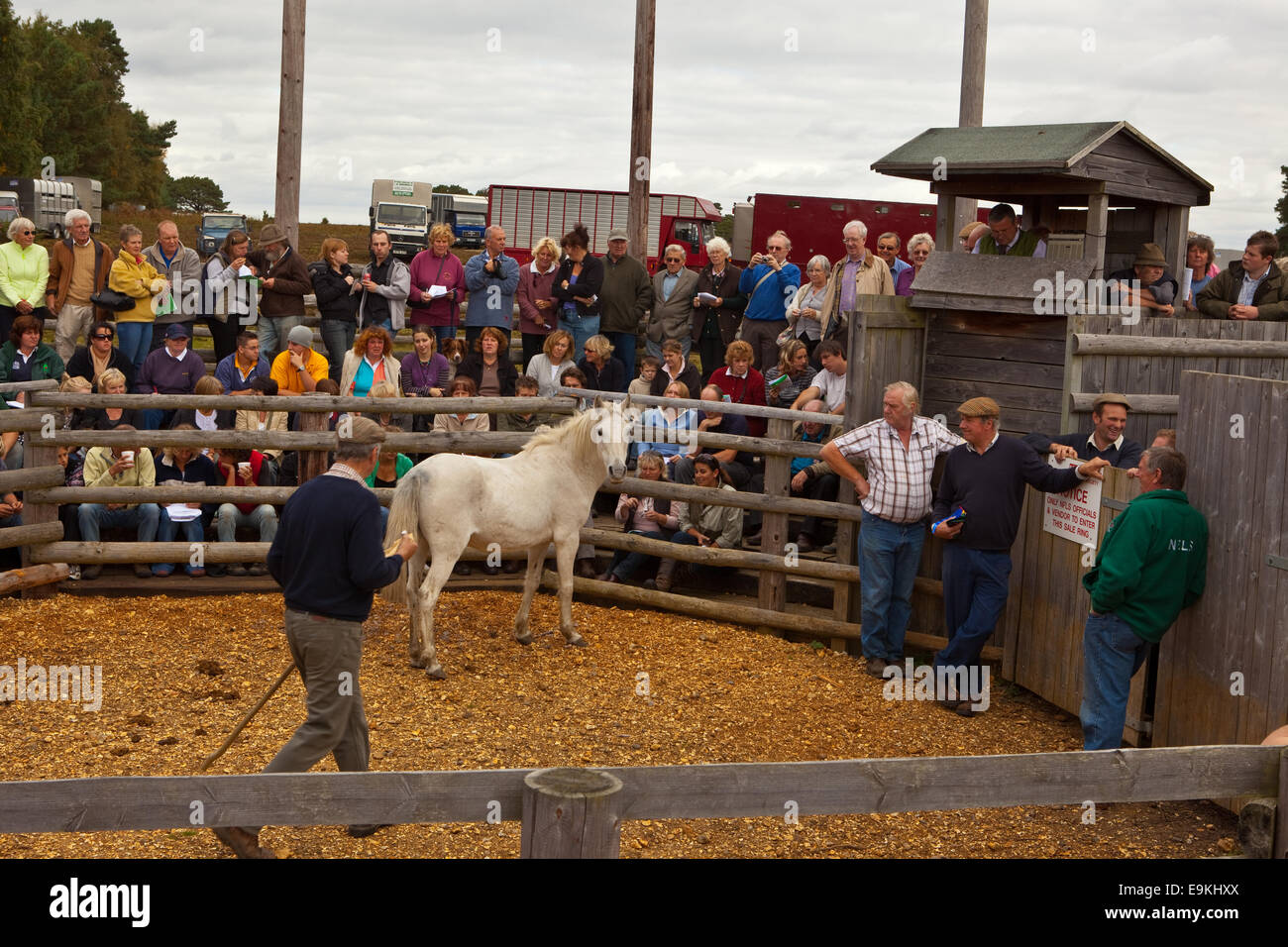 New Forest Pony Sales Stock Photo Alamy