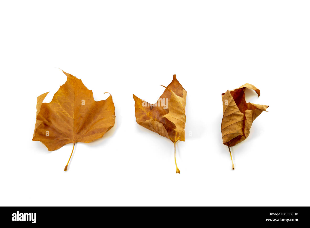 Autumn Leaves Stock Photo