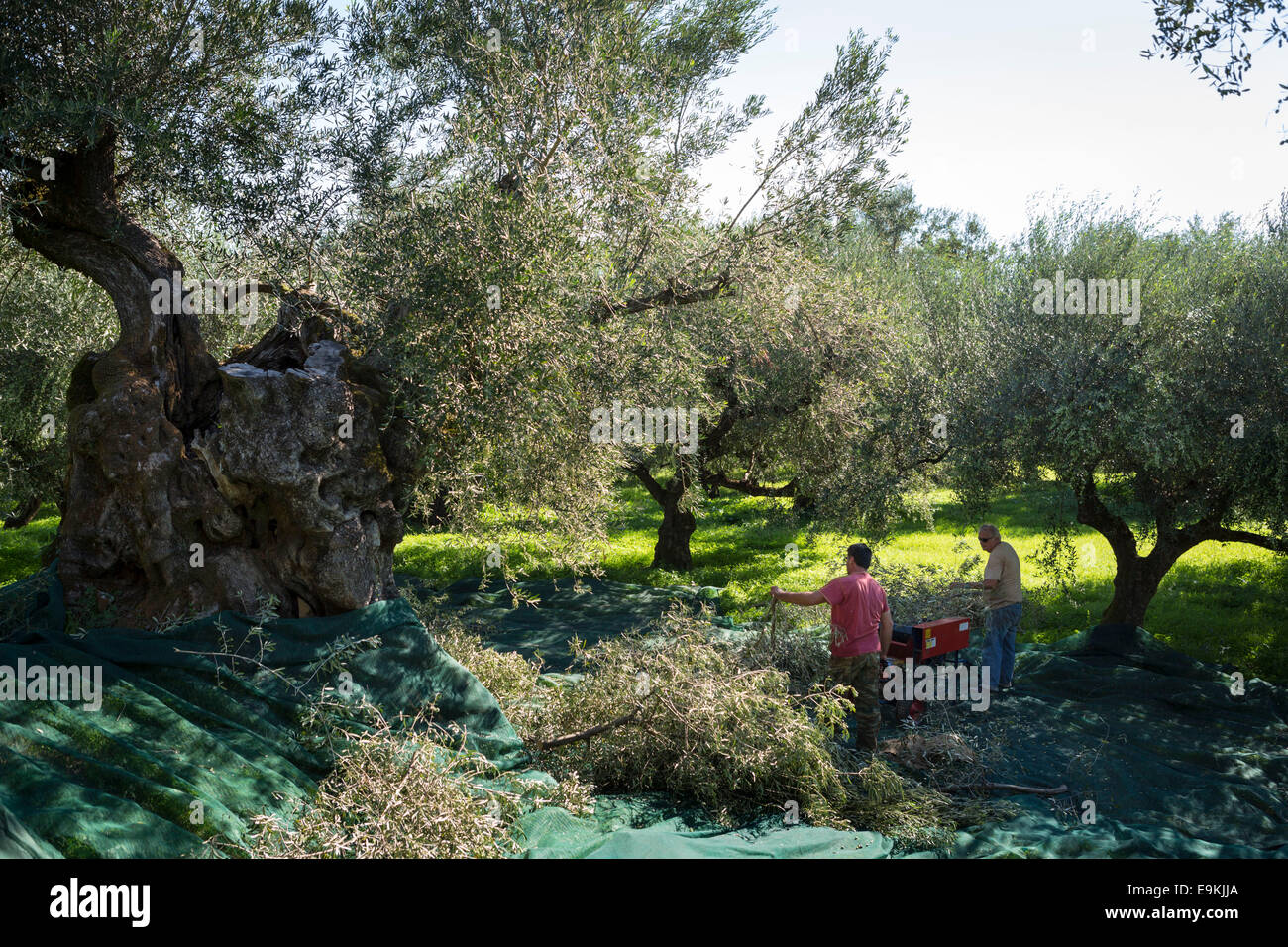 Harvesting of olives at Zakynthos (Greece) Stock Photo