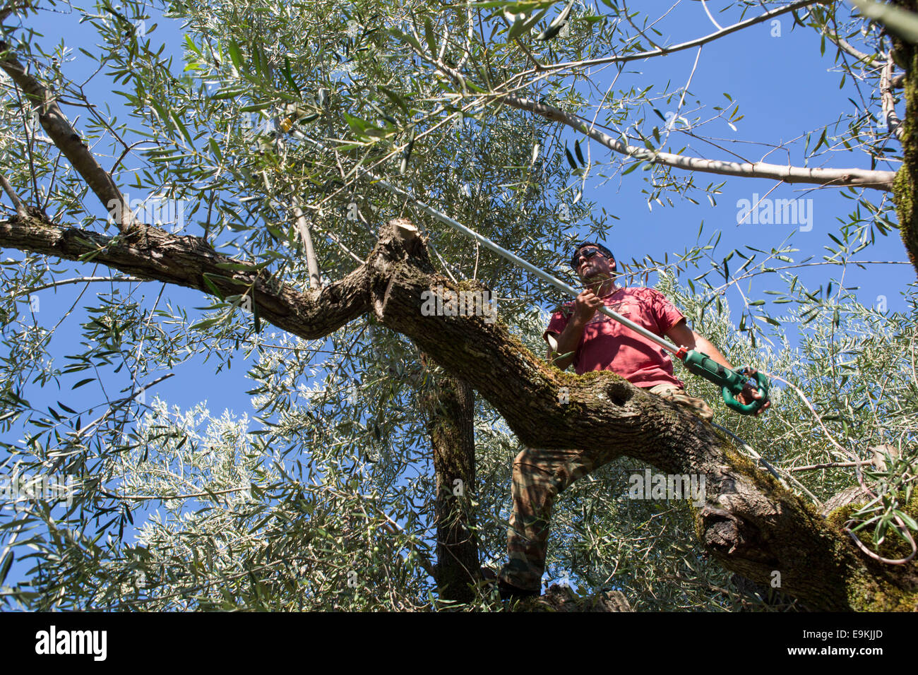 Harvesting of olives at Zakynthos (Greece) Stock Photo