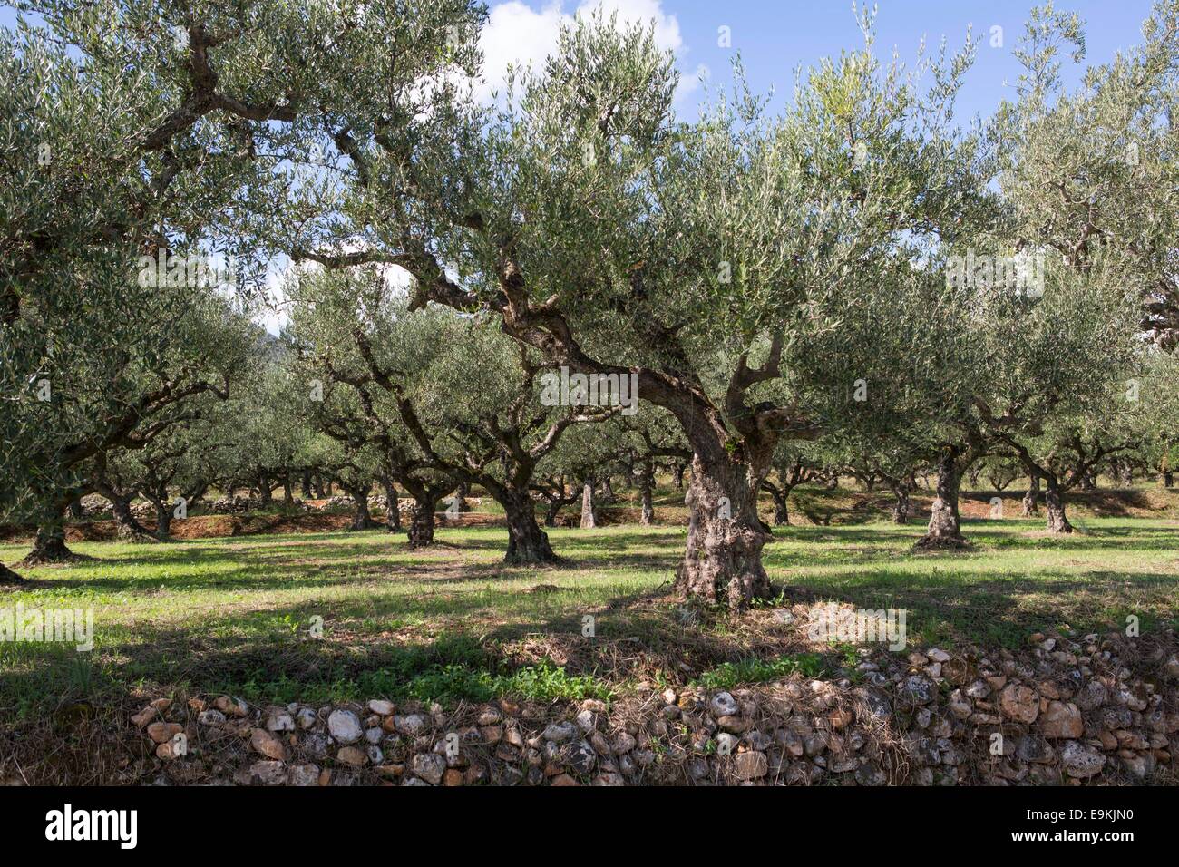 Olive trees greece hires stock photography and images Alamy