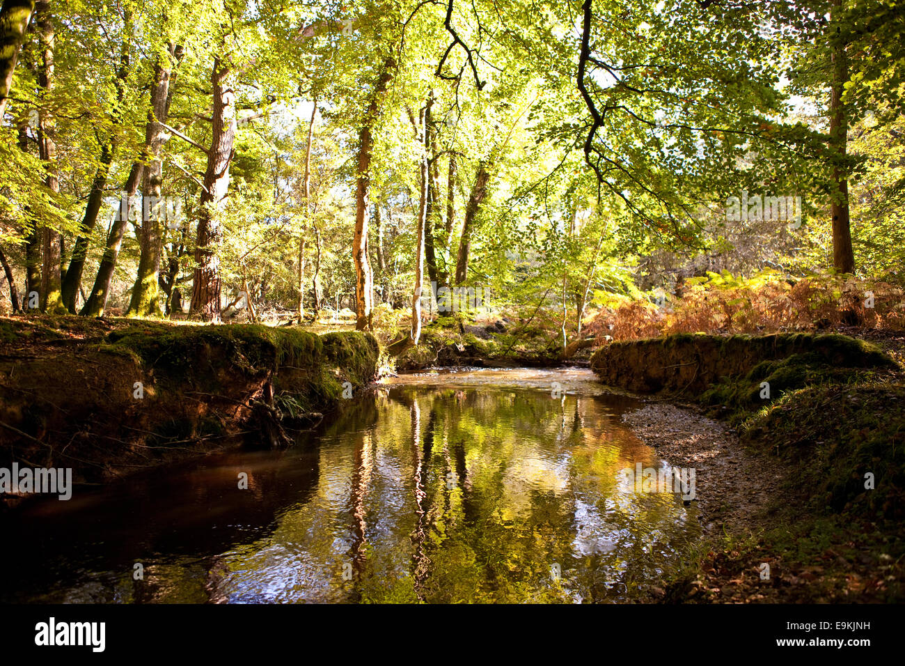 Beautiful forest stream trees hi-res stock photography and images - Alamy