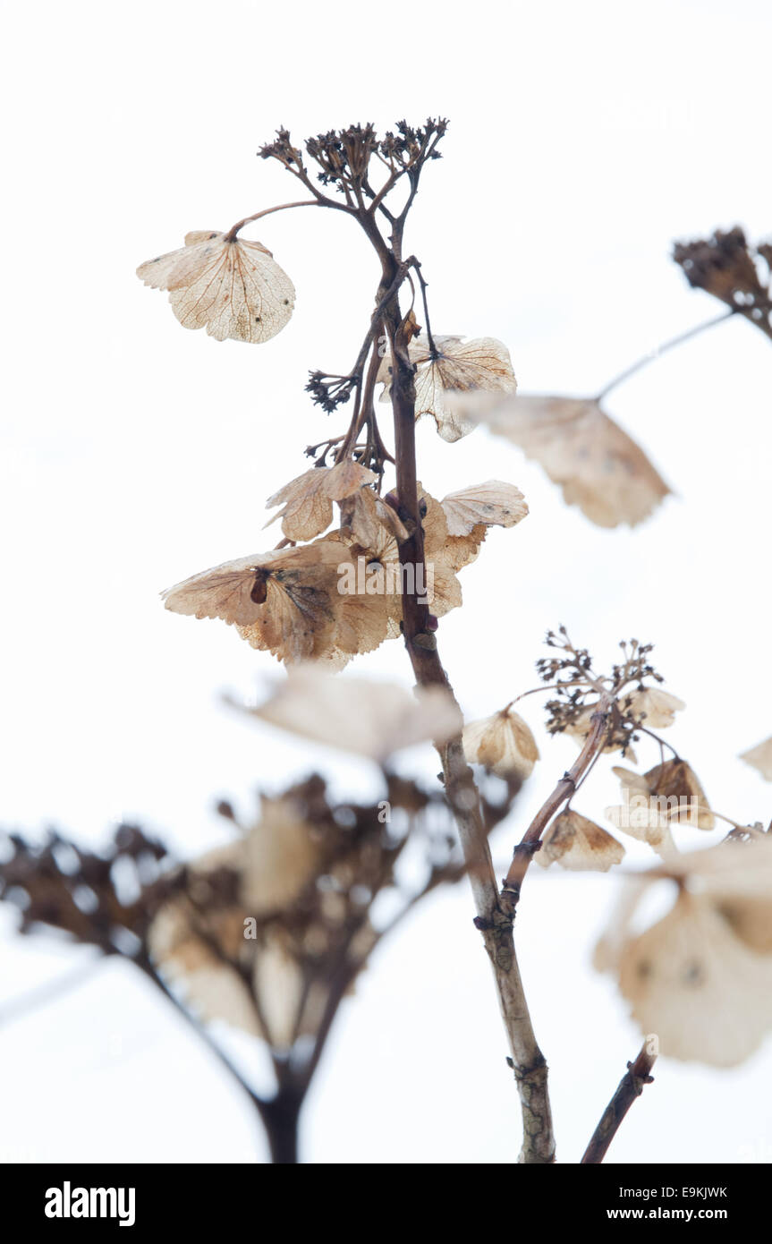 Dead Hydrangea plant in January with snow in the background. Stock Photo