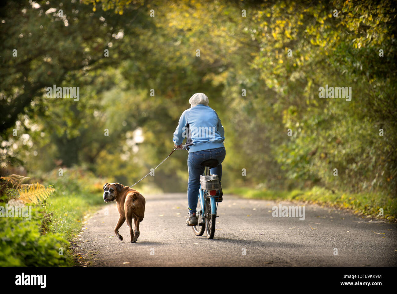 A retired lady exercises her Boxer dog amongst autumn colour in Michaelwood, Gloucestershire UK Oct 2014 Stock Photo