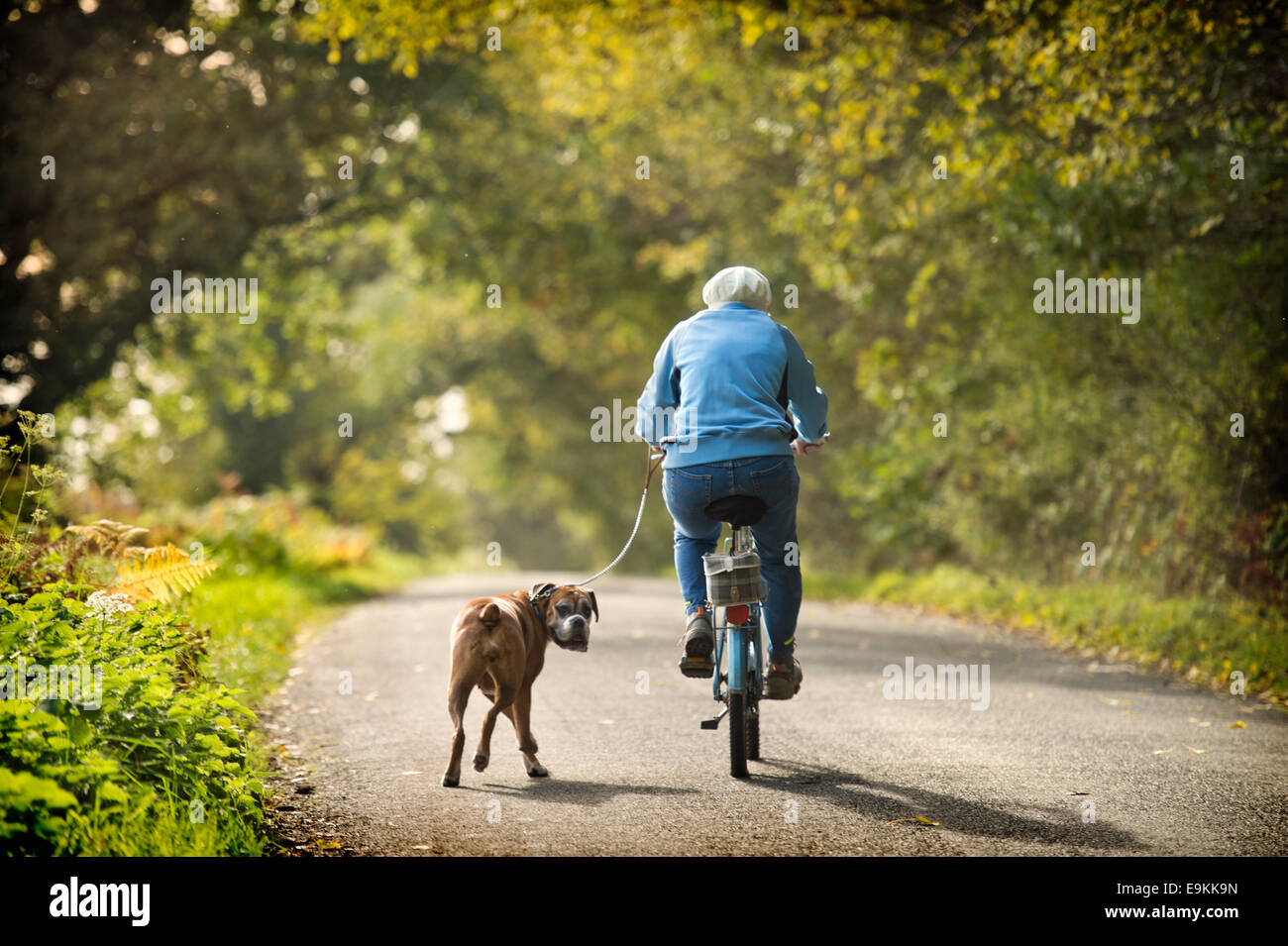 A retired lady exercises her Boxer dog amongst autumn colour in Michaelwood, Gloucestershire UK Oct 2014 Stock Photo