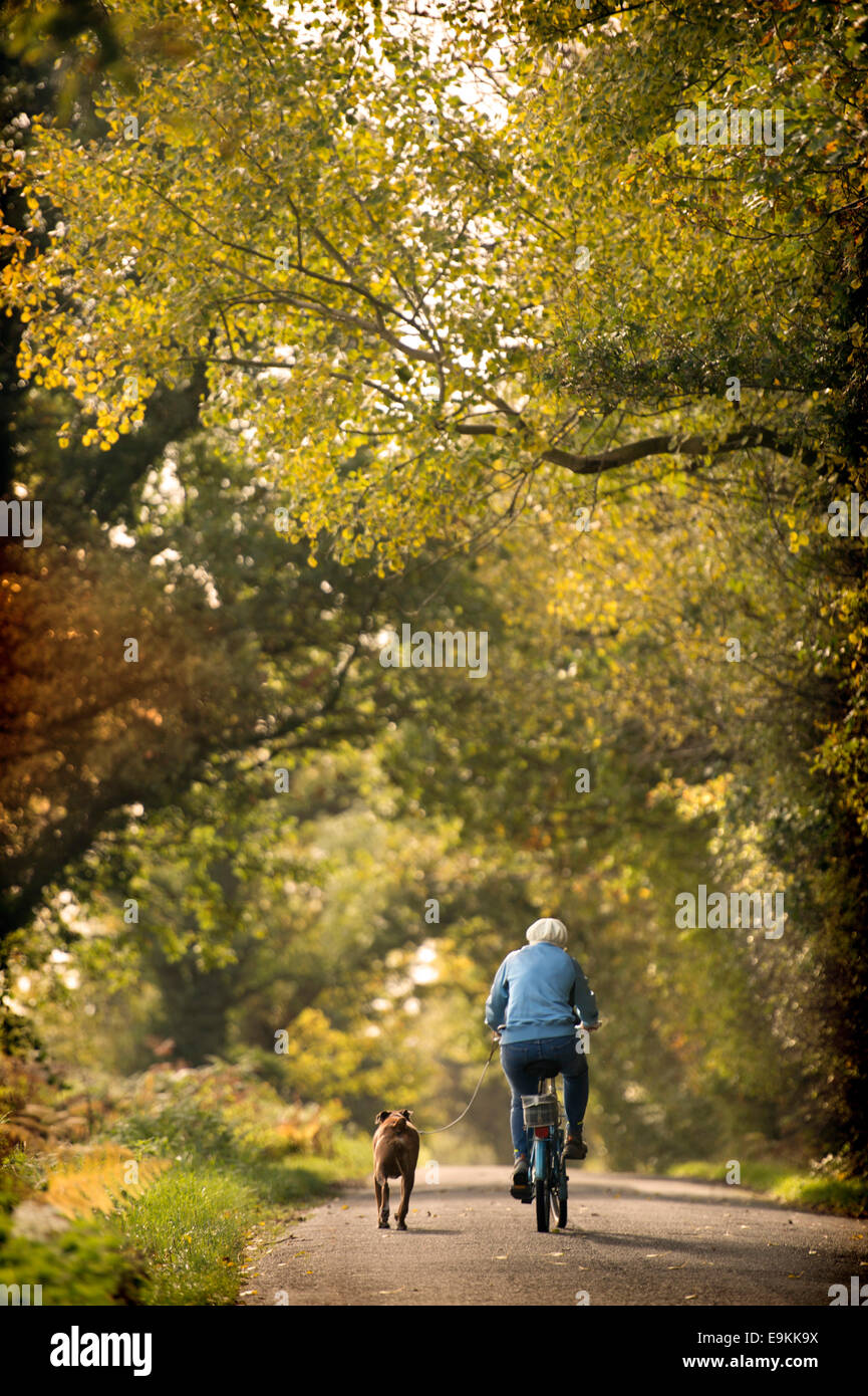 A retired lady exercises her Boxer dog amongst autumn colour in Michaelwood, Gloucestershire UK Oct 2014 Stock Photo