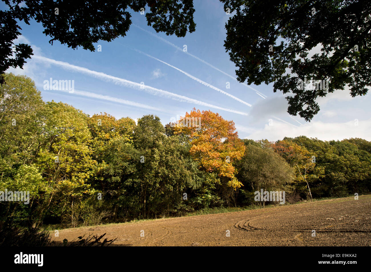 Autumn colour in Michaelwood, Gloucestershire UK Stock Photo