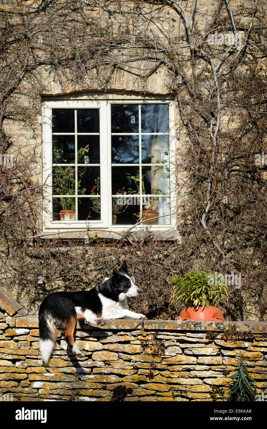 A dog resting on a Cotswold stone wall in the village of Southrop, Gloucestershire UK Stock Photo