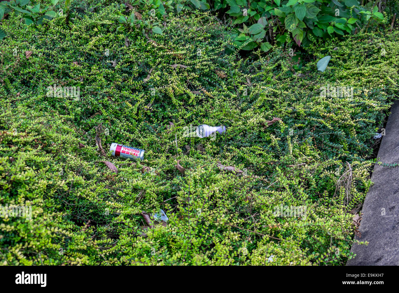 Beer cans thrown into bushes hires stock photography and images Alamy