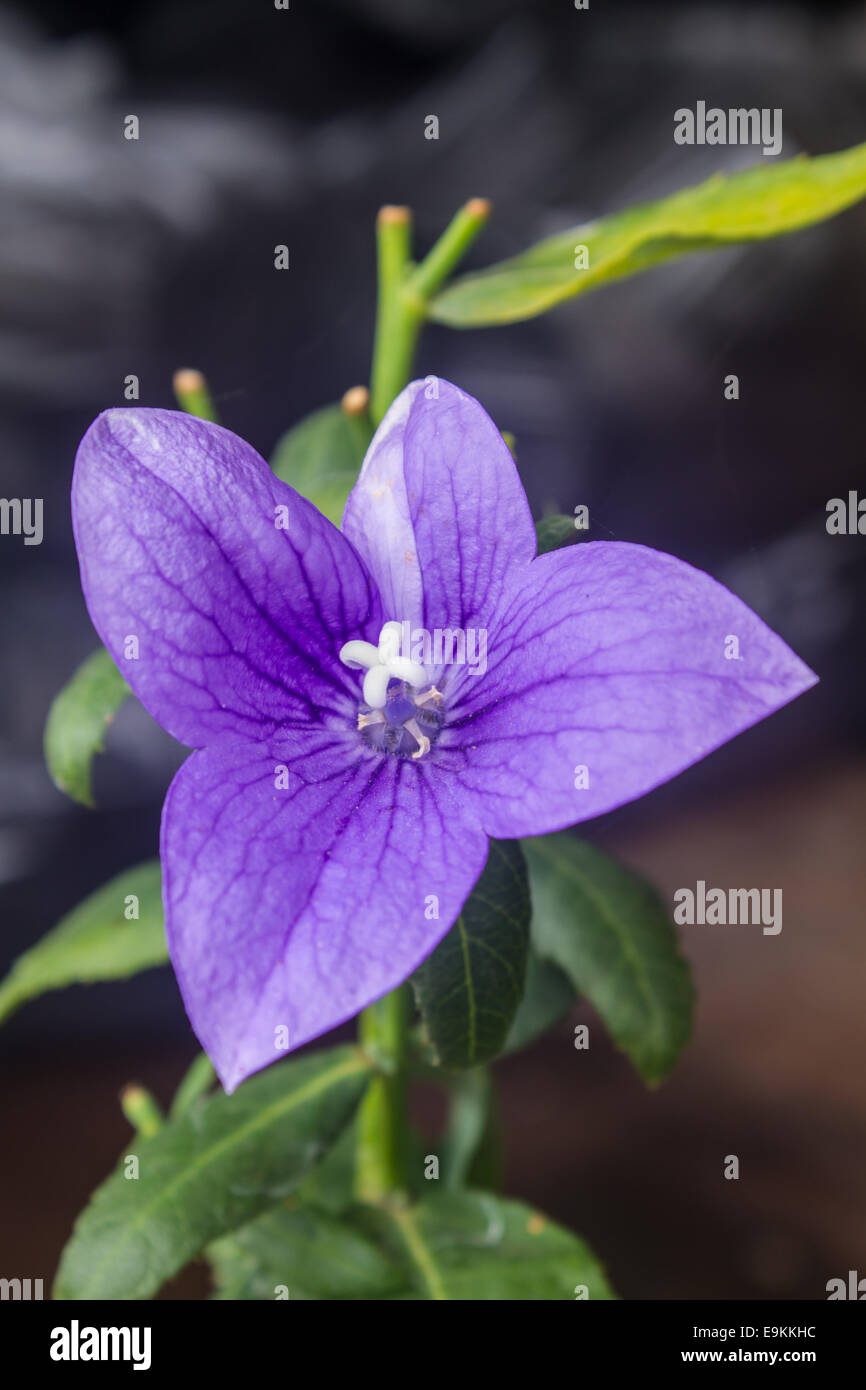 Surprising Balloon Shaped Flower Images