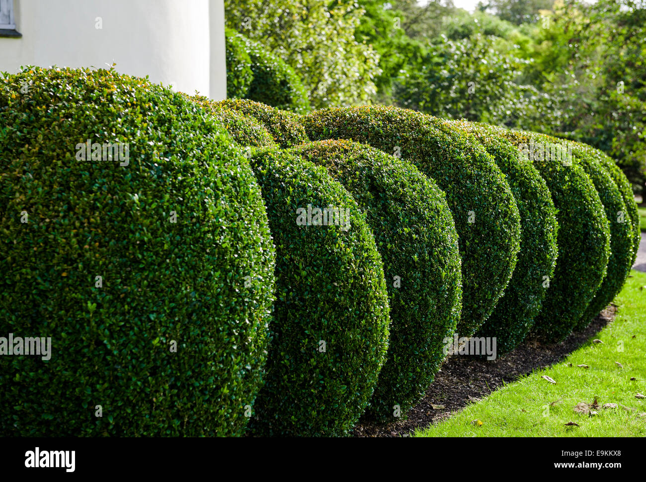 Box clipped into spherical topiary. Stock Photo