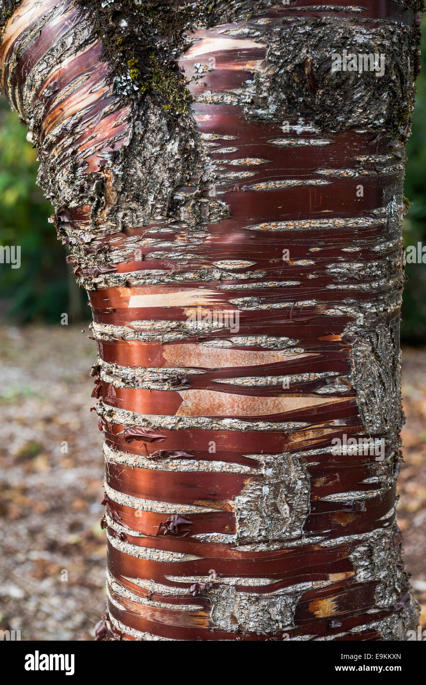 Prunus serrula serrulata, close up of bark detail. Stock Photo