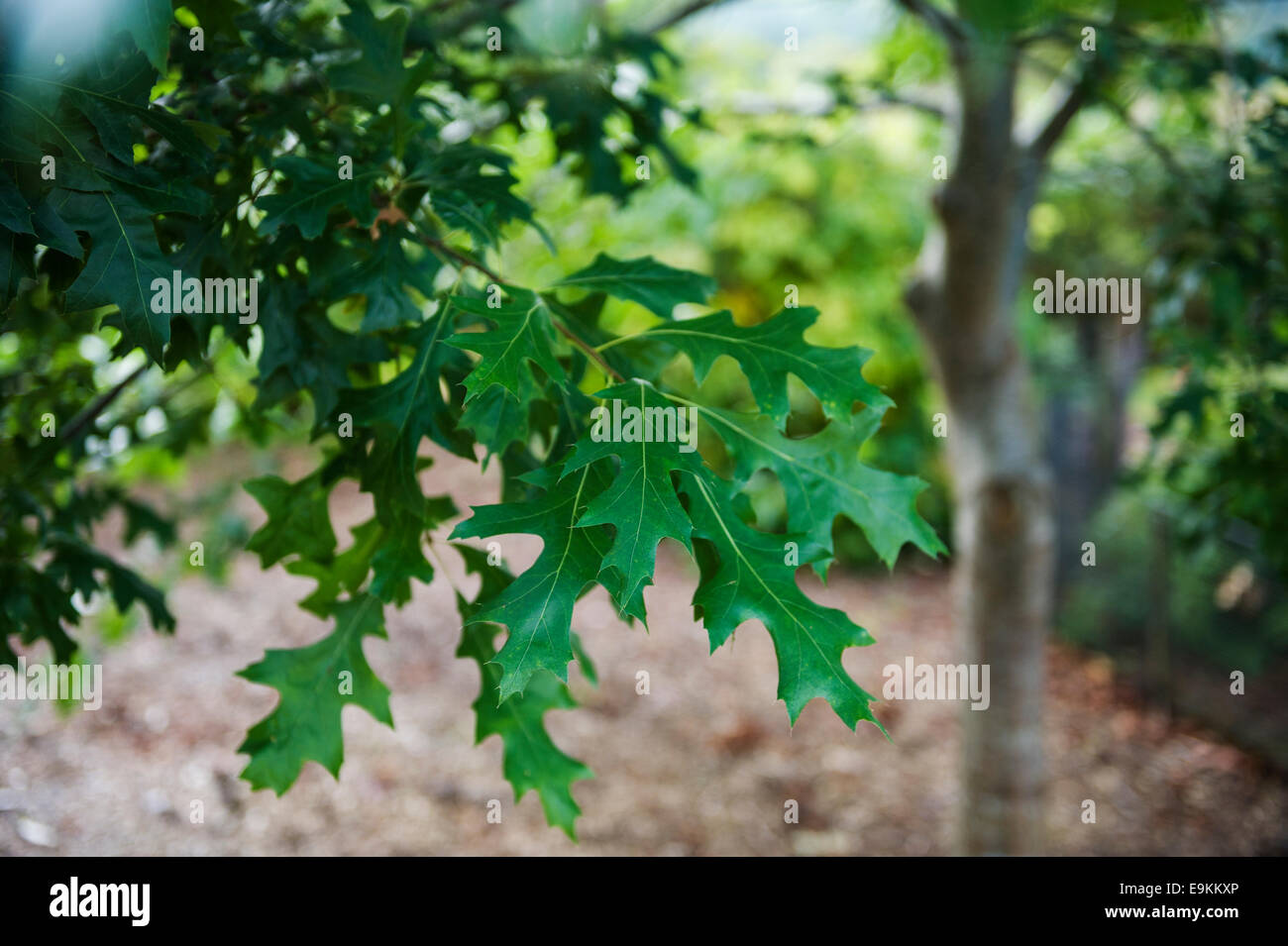 Quercus palustris. Pin oak.Leaf close up. Stock Photo