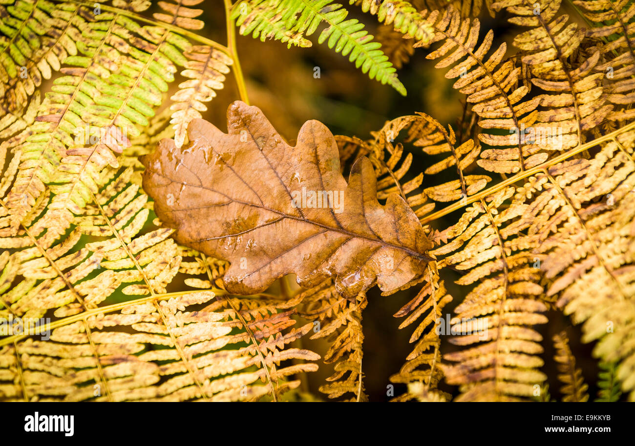 Yellowing fern leaf hires stock photography and images Alamy