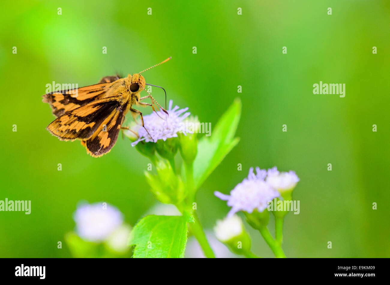 Close up small brown butterfly eating nectar on the flowers of grass in Thailand, Peck's skipper