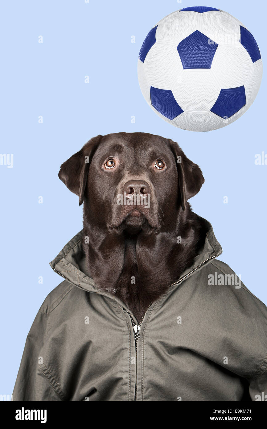 Football Labrador Stock Photo