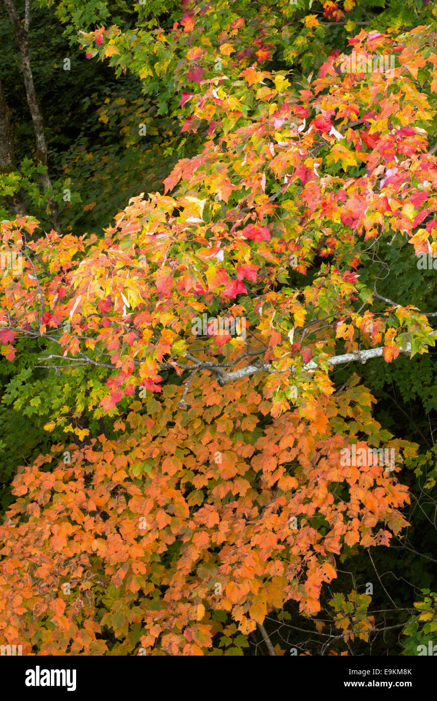 Fall Foliage Lafayette Brook Mt Lafayette Franconia Notch White Mountain National Forest New Hampshire USA Stock Photo