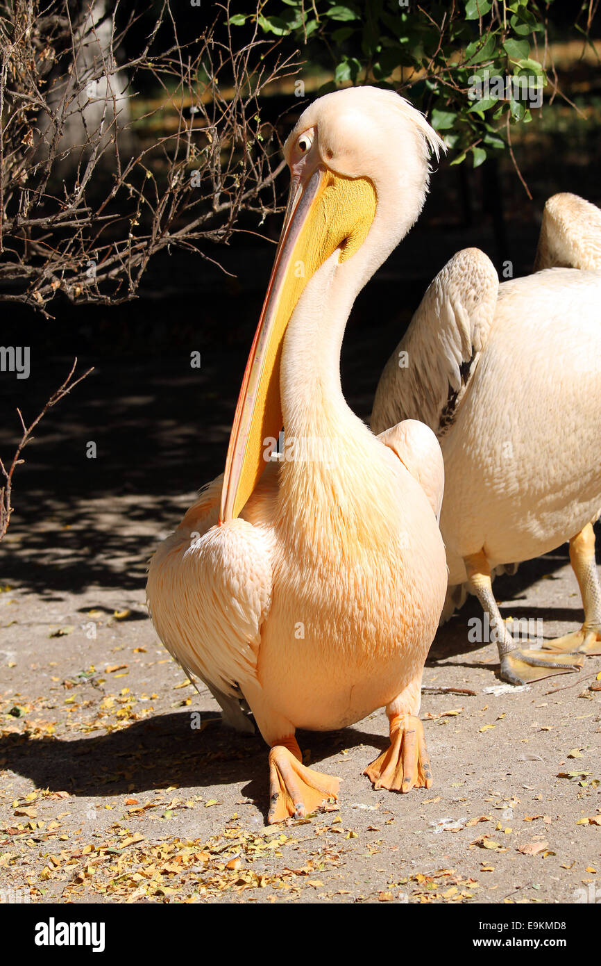 A great pelican (Pelecanus onocrotalus) in the zoo Stock Photo