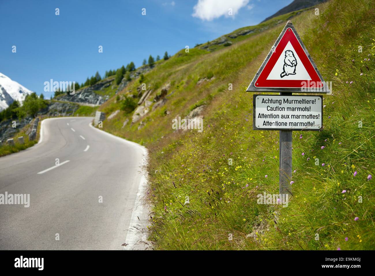 Marmots Stock Photo