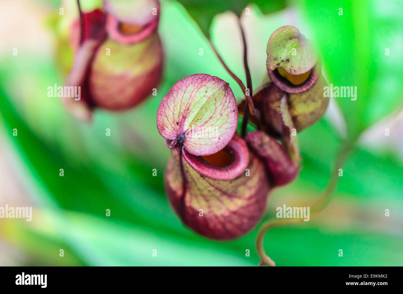 Nepenthes, Monkey Cup or Tropical Pitcher plant, Pitcher. Tool or a trap to lure. Prey animals or insects, small creatures Stock Photo
