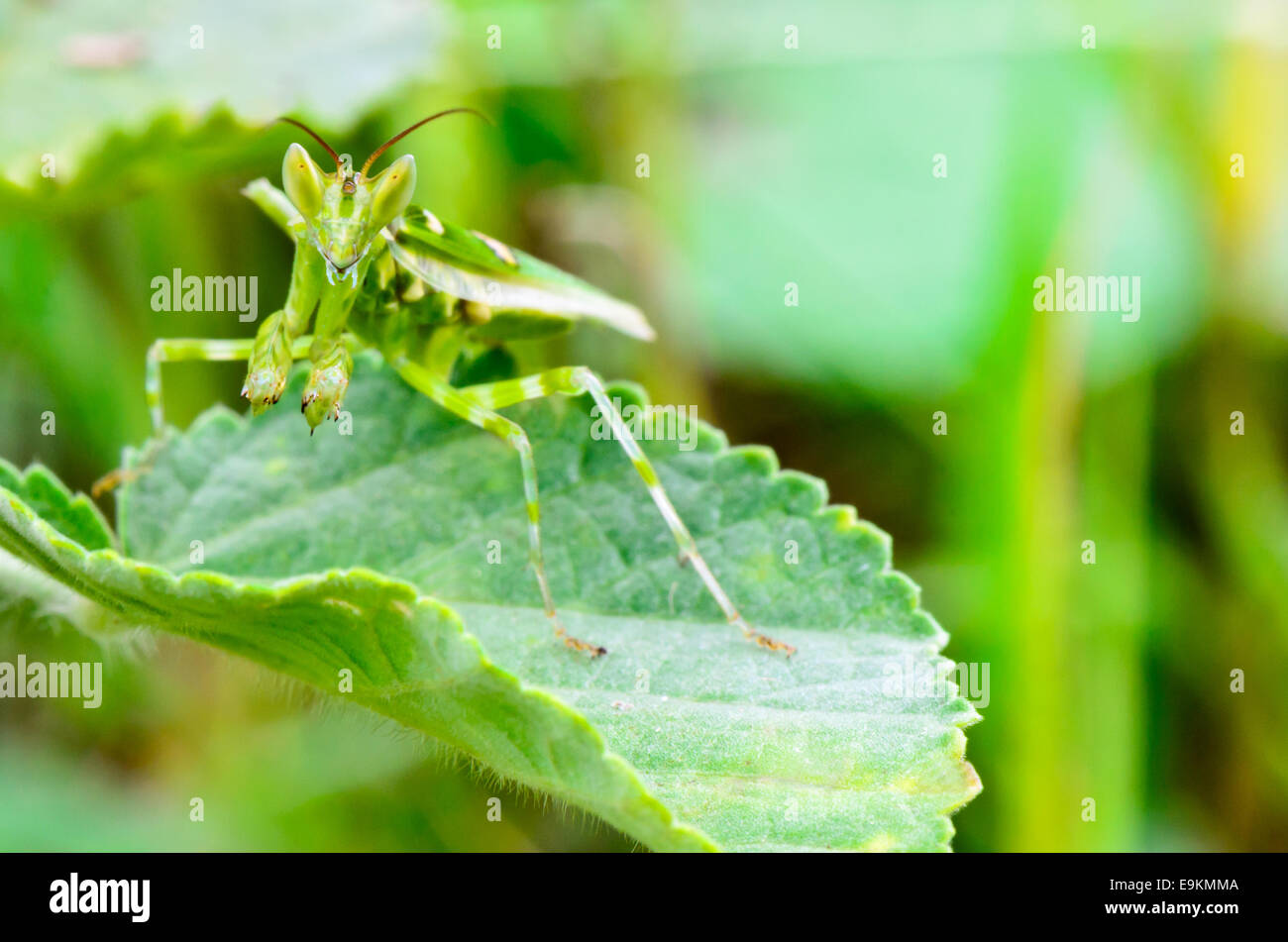 Creobroter Gemmatus, Jeweled Flower Mantis or Indian Flower Mantis on plant leaf Stock Photo