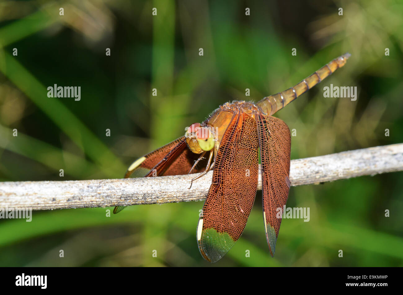 Russet Dragonfly or Neurothemis Fulvia female rest on a branch in the bush Stock Photo