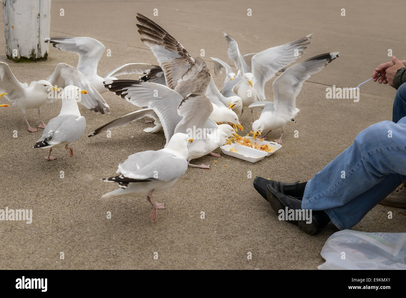 Scavenger, nuisance Herring Gulls (Larus argentatus) eat from a tray of