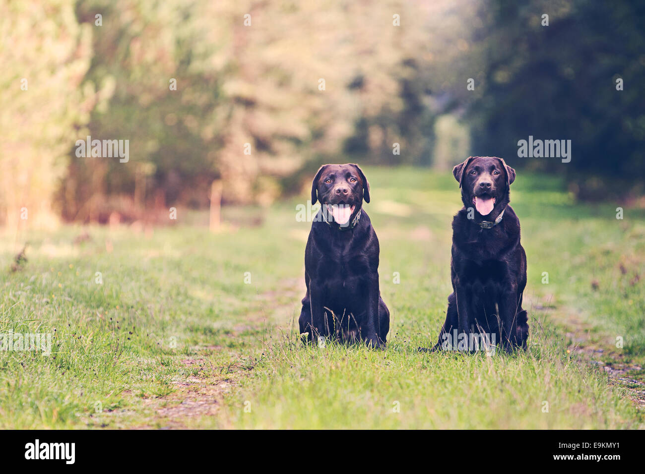 Shot of Two Chocolate Labradors on Forest Path Stock Photo