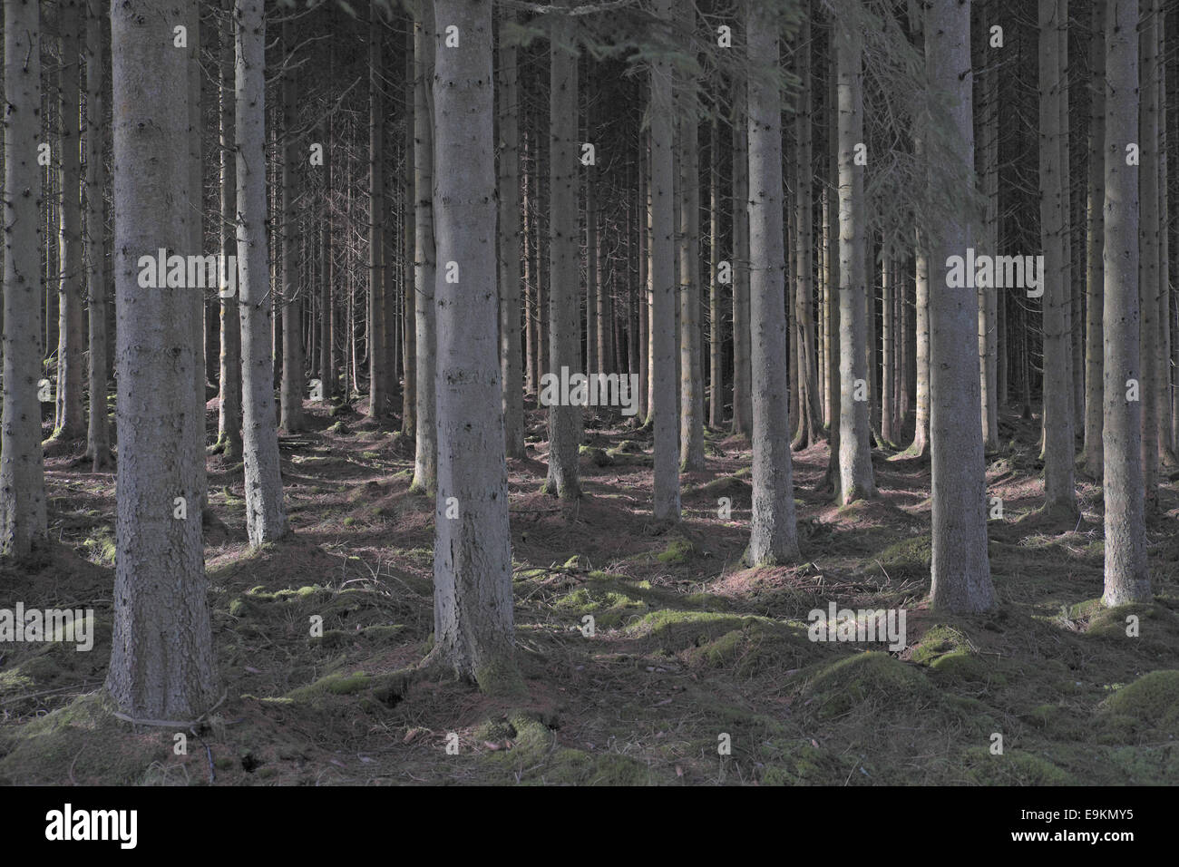 Spruce trees, Kielder Forest, Northumberland, England, UK Stock Photo Alamy