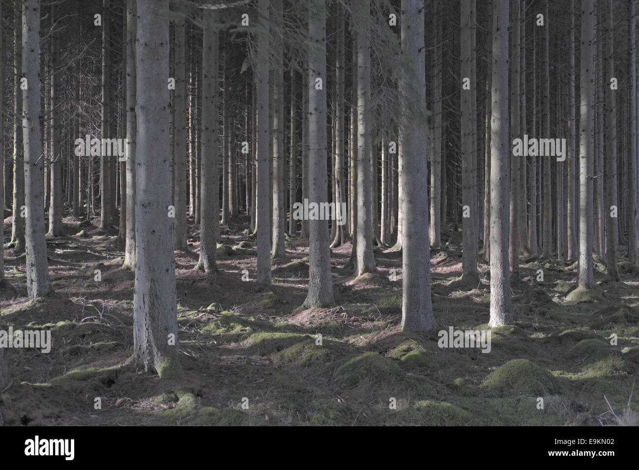 Spruce trees, Kielder Forest, Northumberland, England, UK Stock Photo Alamy