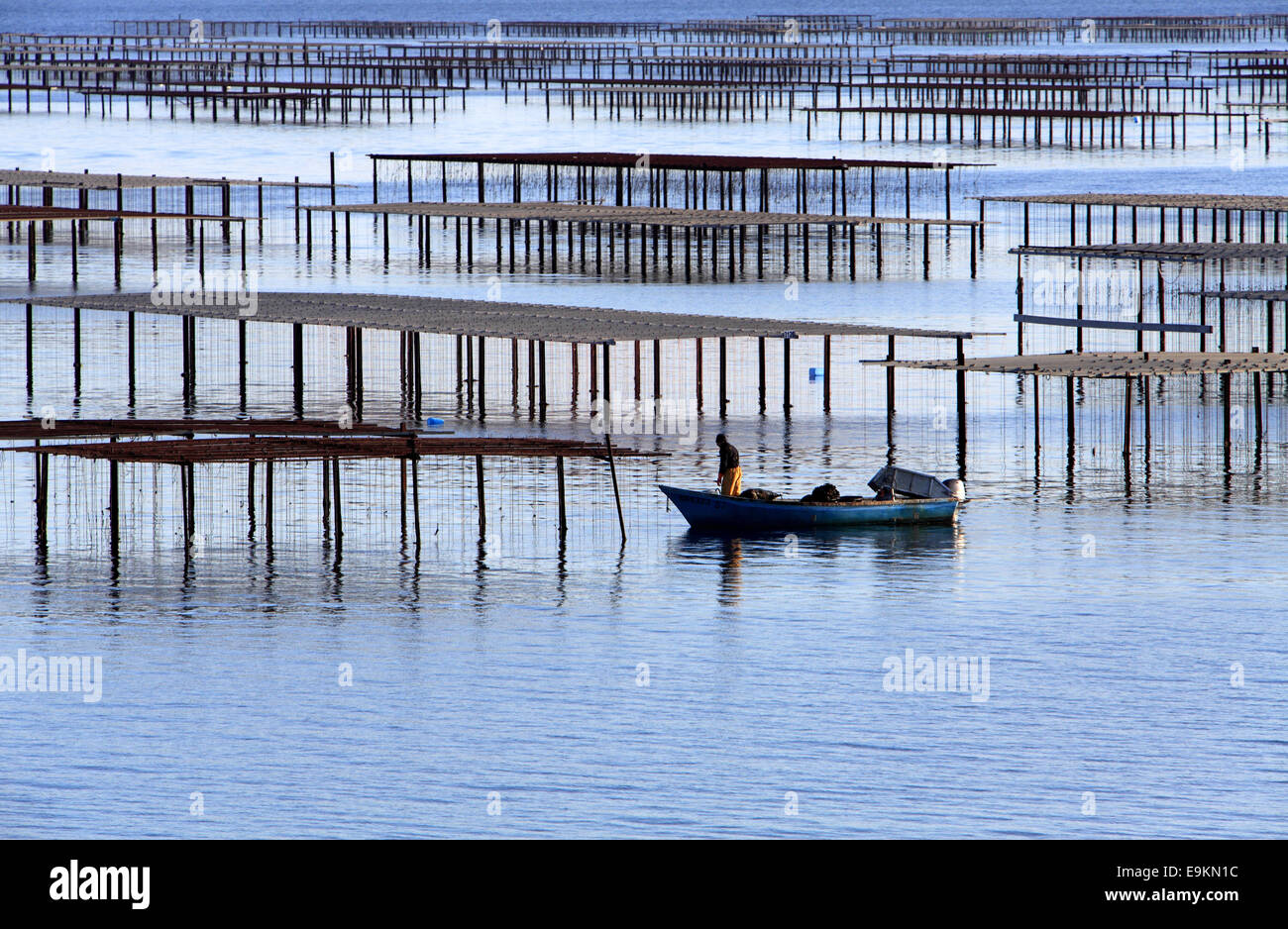 Oyster farming, Bouzigues, Pond of Thau, Languedoc Roussillon, Herault, France Stock Photo