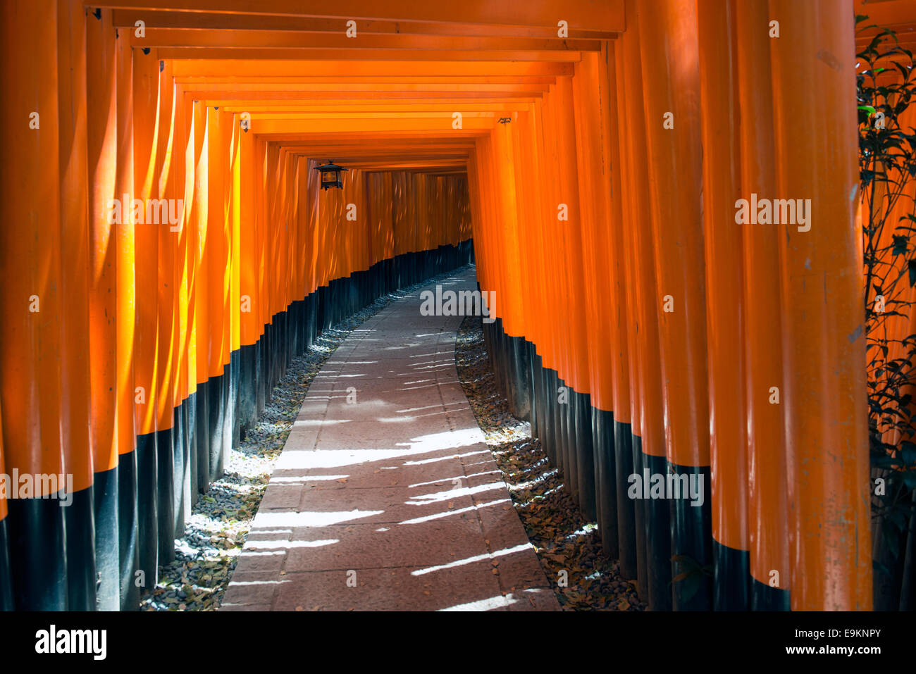 Torii gates at Fushimi Inari Shrine in Kyoto, Japan Stock Photo Alamy
