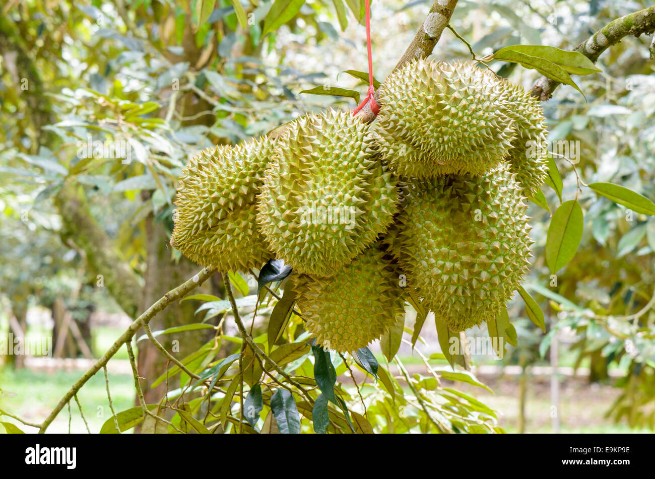 Durian ( Durio zibethinus ) on tree at orchard, King of fruits in Thailand Stock Photo