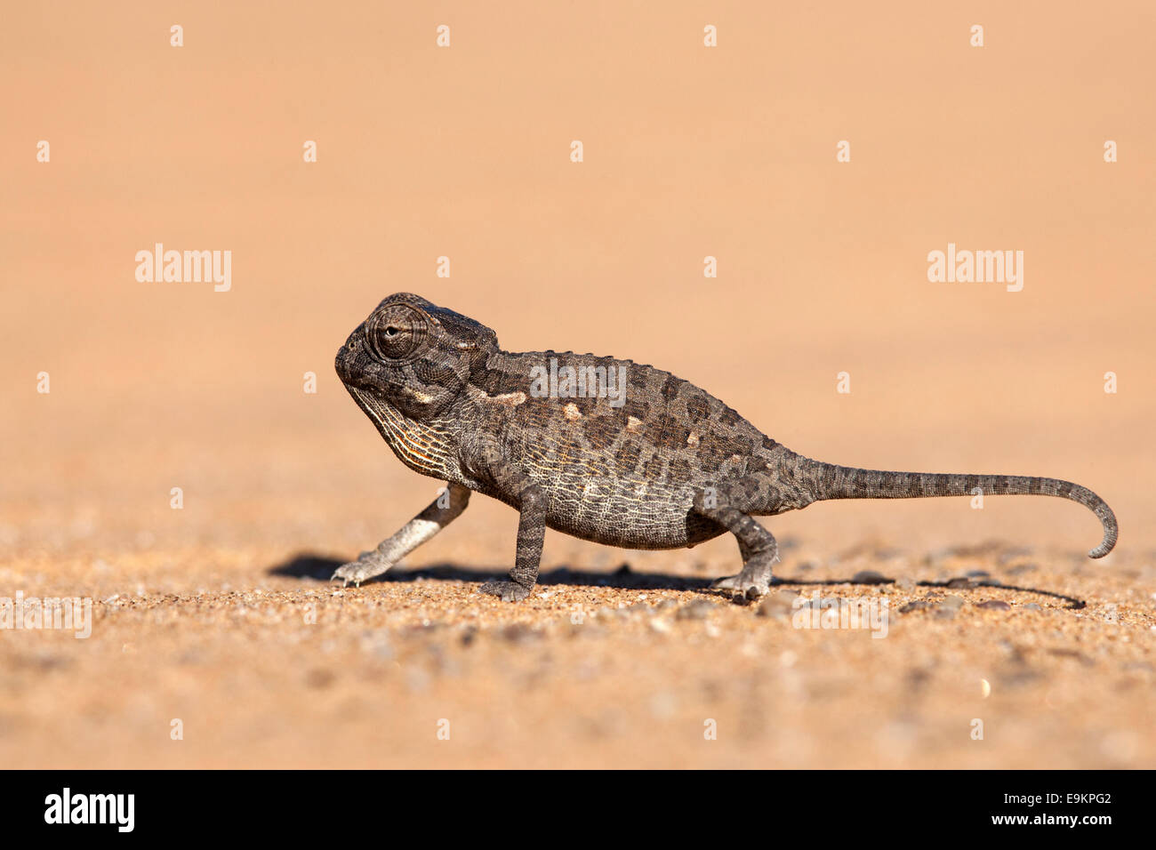 Namaqua chameleon (Chamaeleo namaquensis) baby, Namib Desert, Namibia, Stock Photo