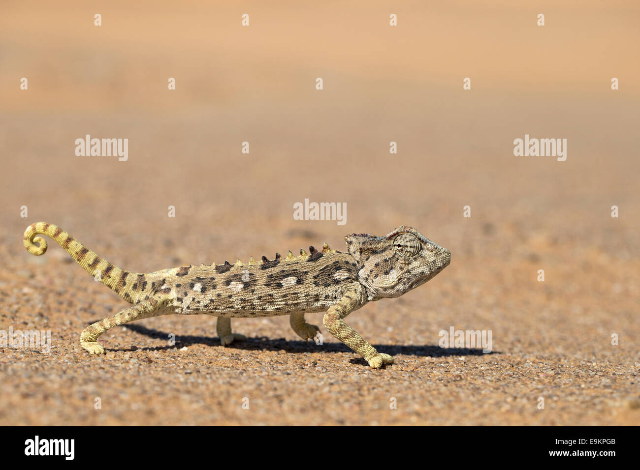 Namaqua chameleon (Chamaeleo namaquensis), Namib Desert, Namibia, Stock Photo