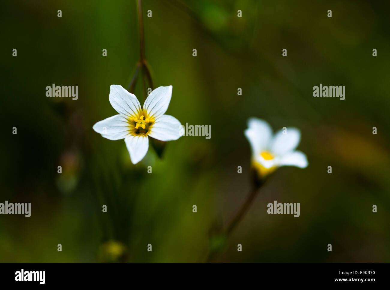 Yellow centred white flower hi-res stock photography and images - Alamy