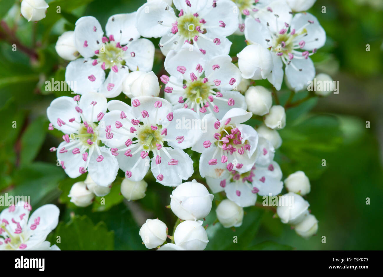 Close up of the Hawthorn flower clearly showing the fresh pink stamen taken at Cheshunt, Herts Stock Photo
