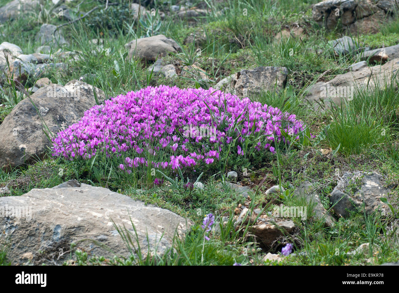 Cushion of the alpine legume Onobrychis cortuna taken taken in Aladağlar National Park,Turkey Stock Photo