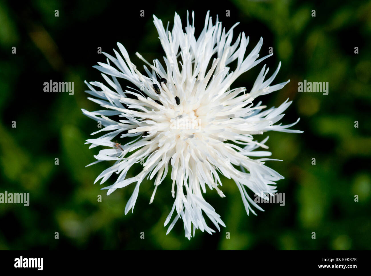 An unusual white Knapweed flower seen on Seaford Head, East Sussex Stock Photo