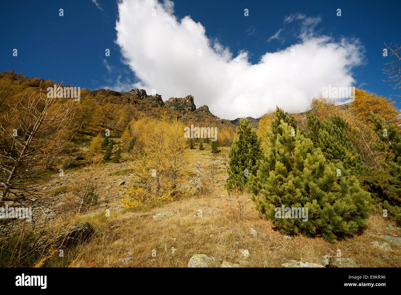 France, Doubs, Alaise, forest, site to Chatelaillon, La Gauloise Trail,  Gallic vestiges, rock shelter Stock Photo - Alamy