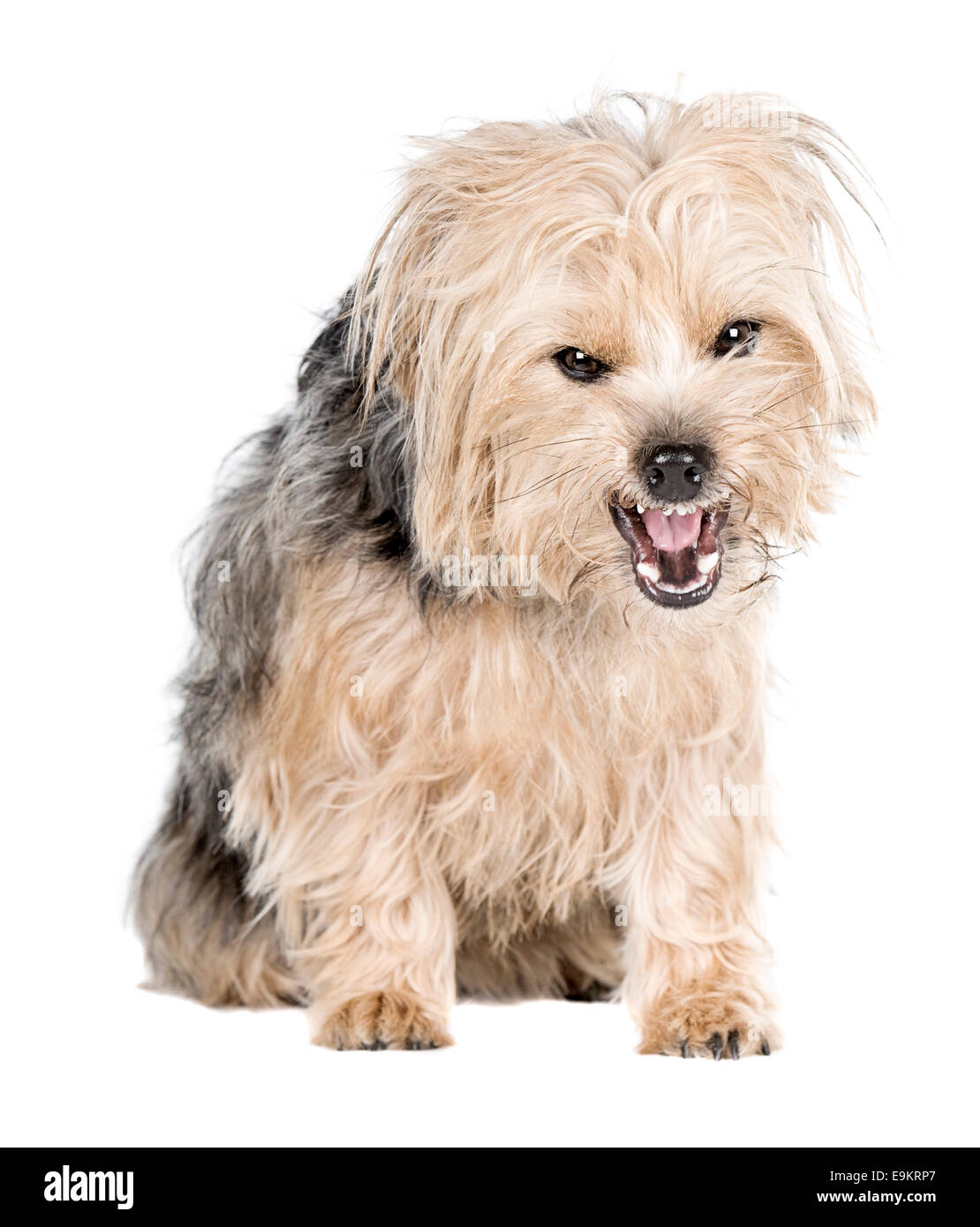 Angry Terrier Stock Photo